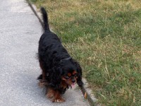 Dilli Vanessa Atalanta